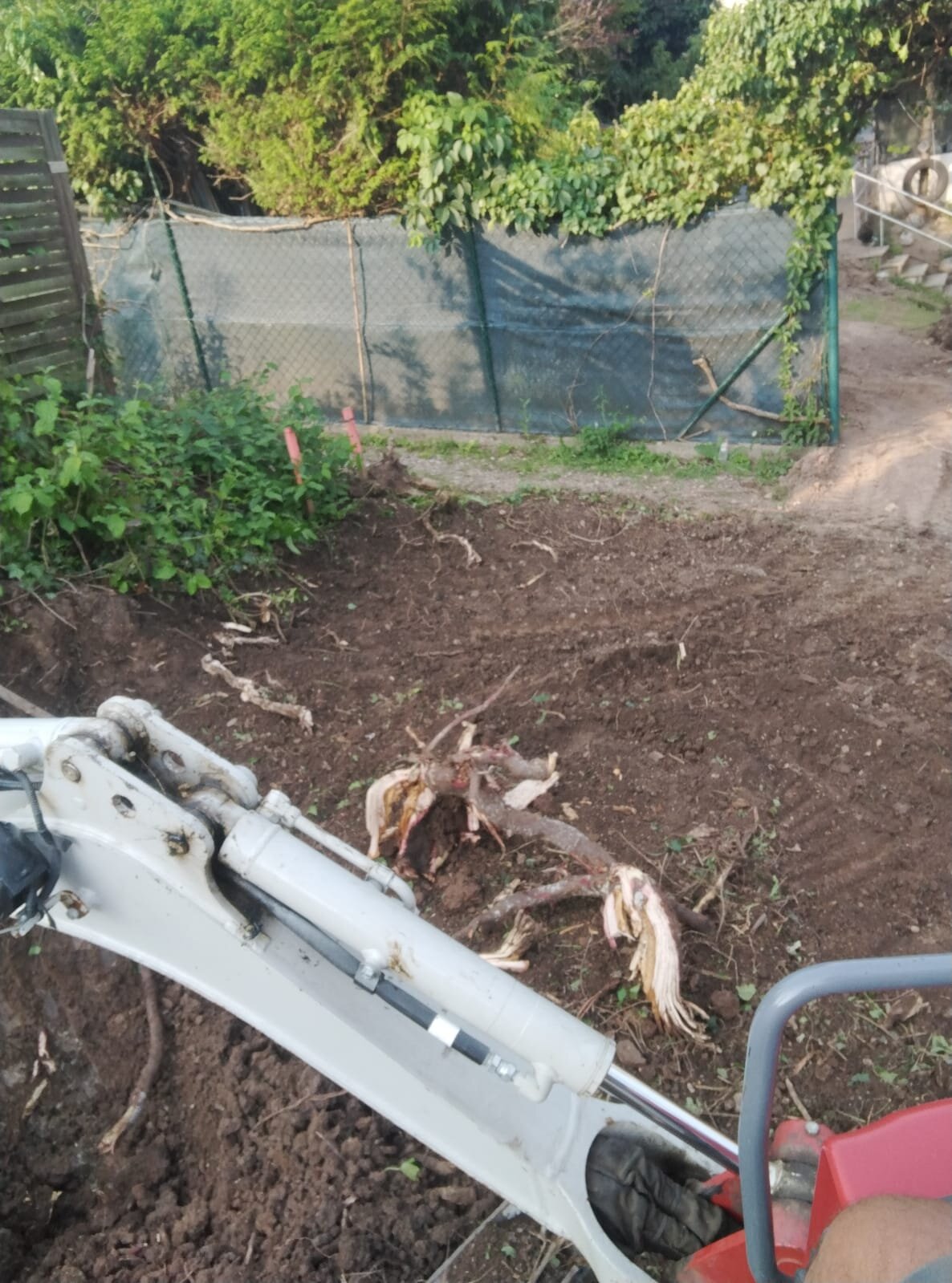 Bagger beim Grundstück roden im Bezirk Mödling, der eine verwilderte Fläche freimacht und die Wurzeln ausgräbt