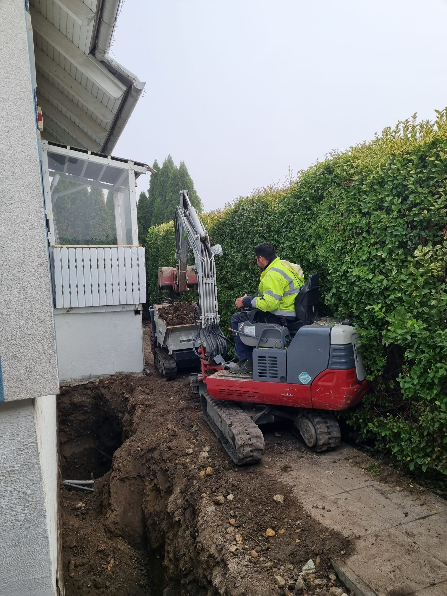 Minibagger graebt im Bezirk Tulln eine alte Thujenhecke samt Wurzeln aus, um die Hecke vollstaendig zu entfernen