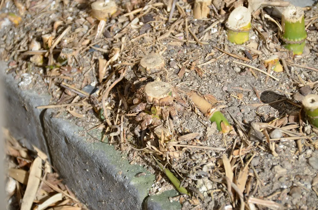 Bambus mit Wurzel entfernen